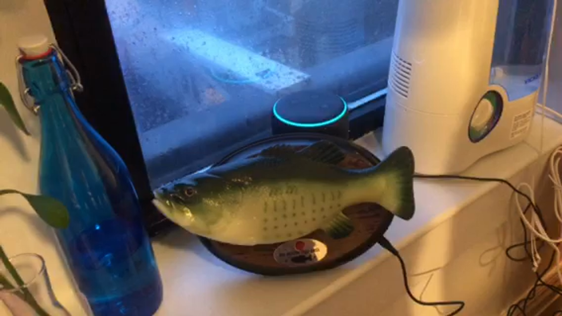Watch Its a fish that moves its mouth to the Alexa voice on Amazon Live