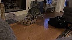 Get Cat Puzzle Feeder Amazon Photos