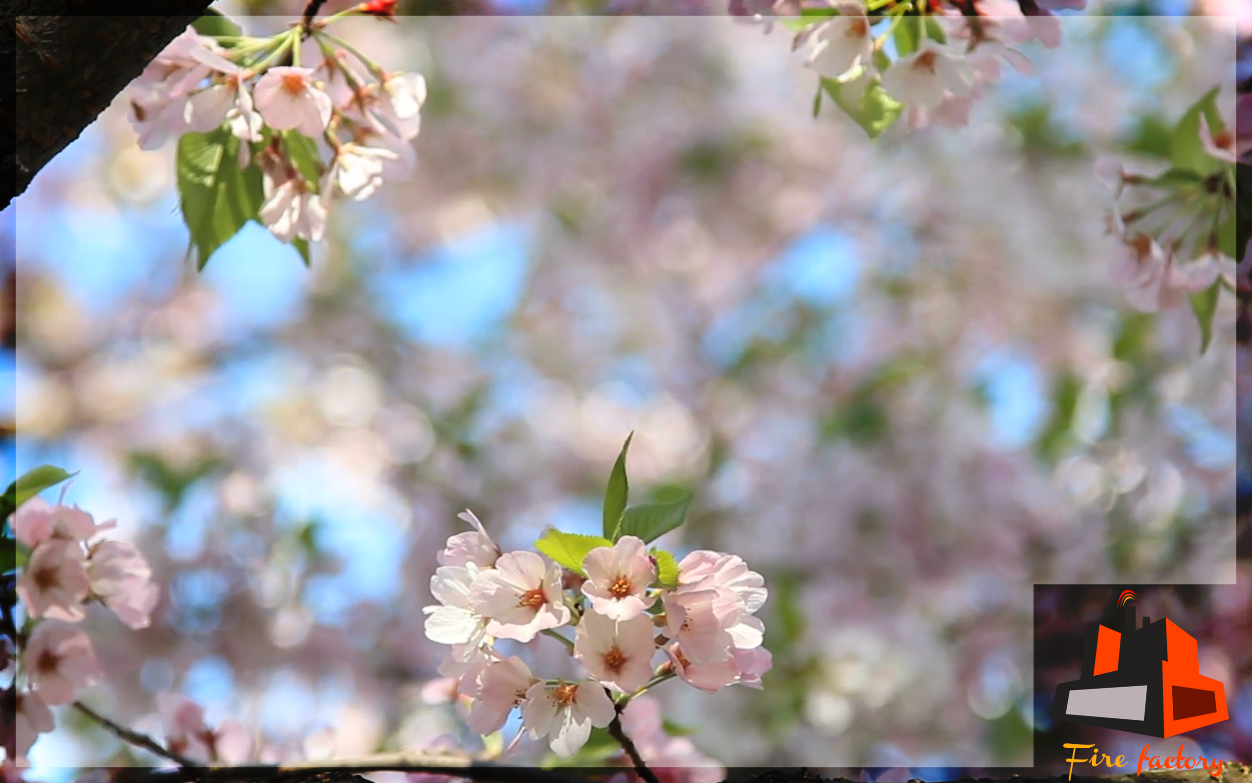 Fresh Flowers Scenery - Virtual View For TV - Thumbnail 5