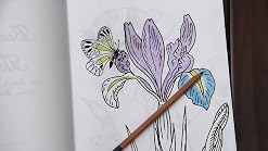 Beautiful Flowers With Butterflies And Dragonflies Coloring Book For