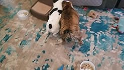 zeus bulldog motorized bouncing toy