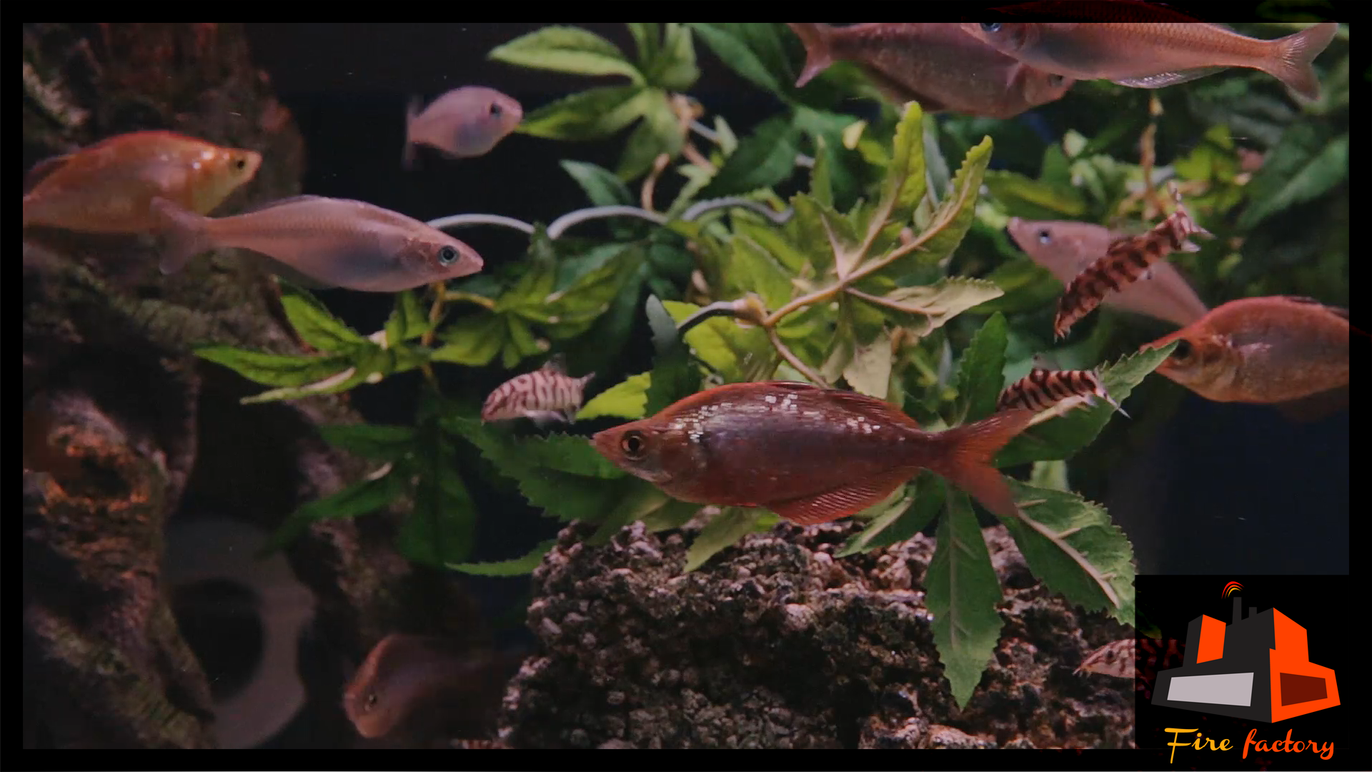 Copper Fish Tank