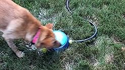 animal planet interactive pet sprinkler