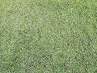 Review Image by Matthew Matthew