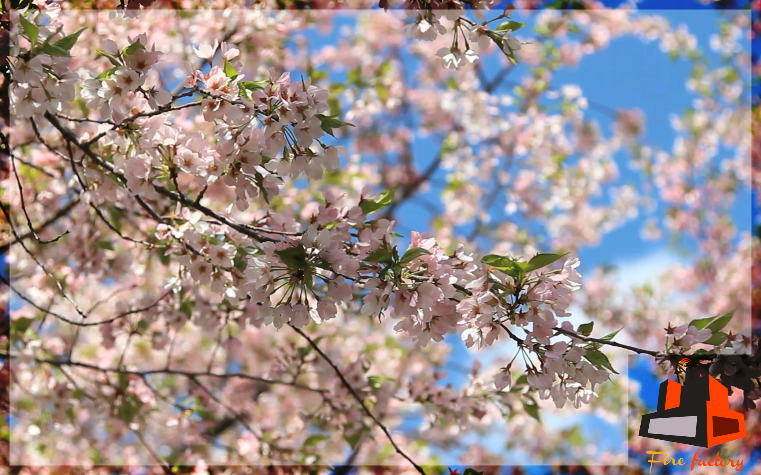 Fresh Flowers Scenery - Virtual View For TV - Thumbnail 4