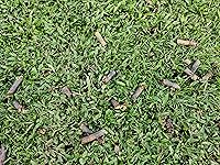 Review Image by Matthew Matthew