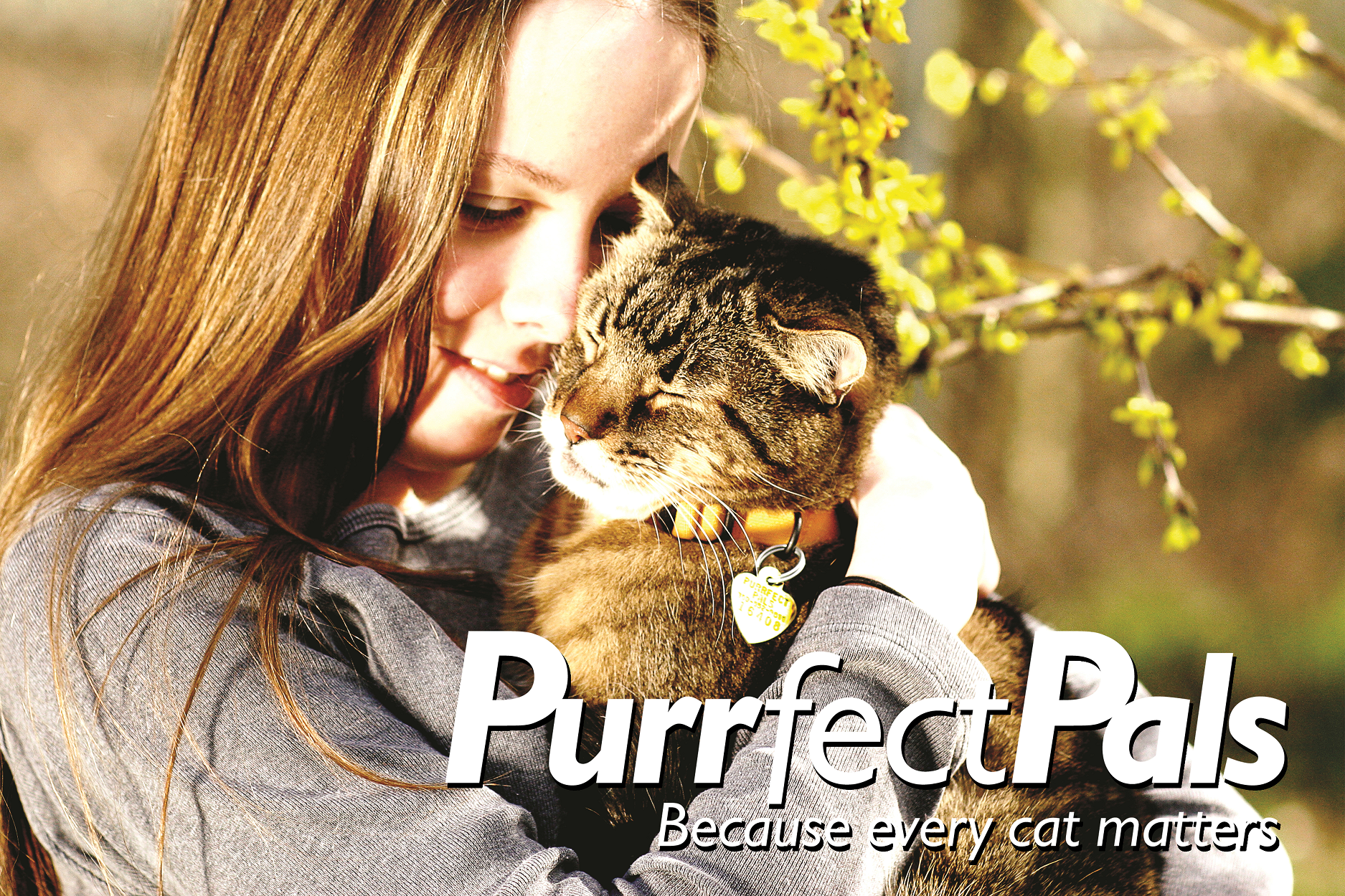 purrfect pals cat sanctuary