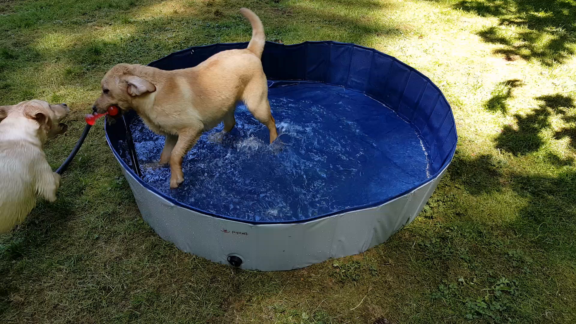 xl foldable dog pool