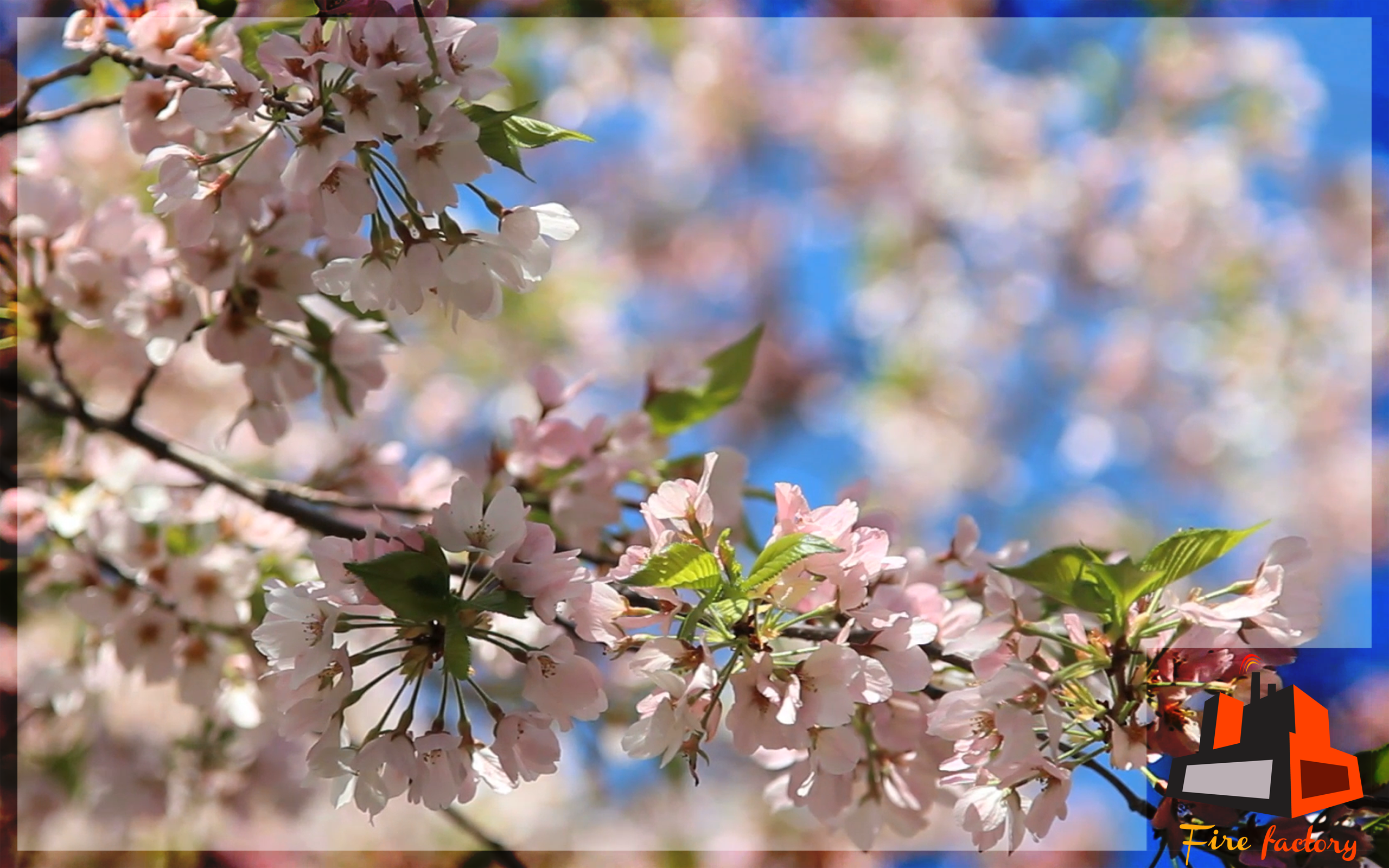 Fresh Flowers Scenery - Virtual View For TV - Thumbnail 3
