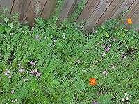 Review Image by Paula Jones