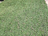 Review Image by Matthew Matthew