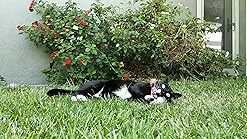 birdsbesafe collar amazon