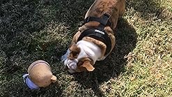 zeus bulldog motorized bouncing toy