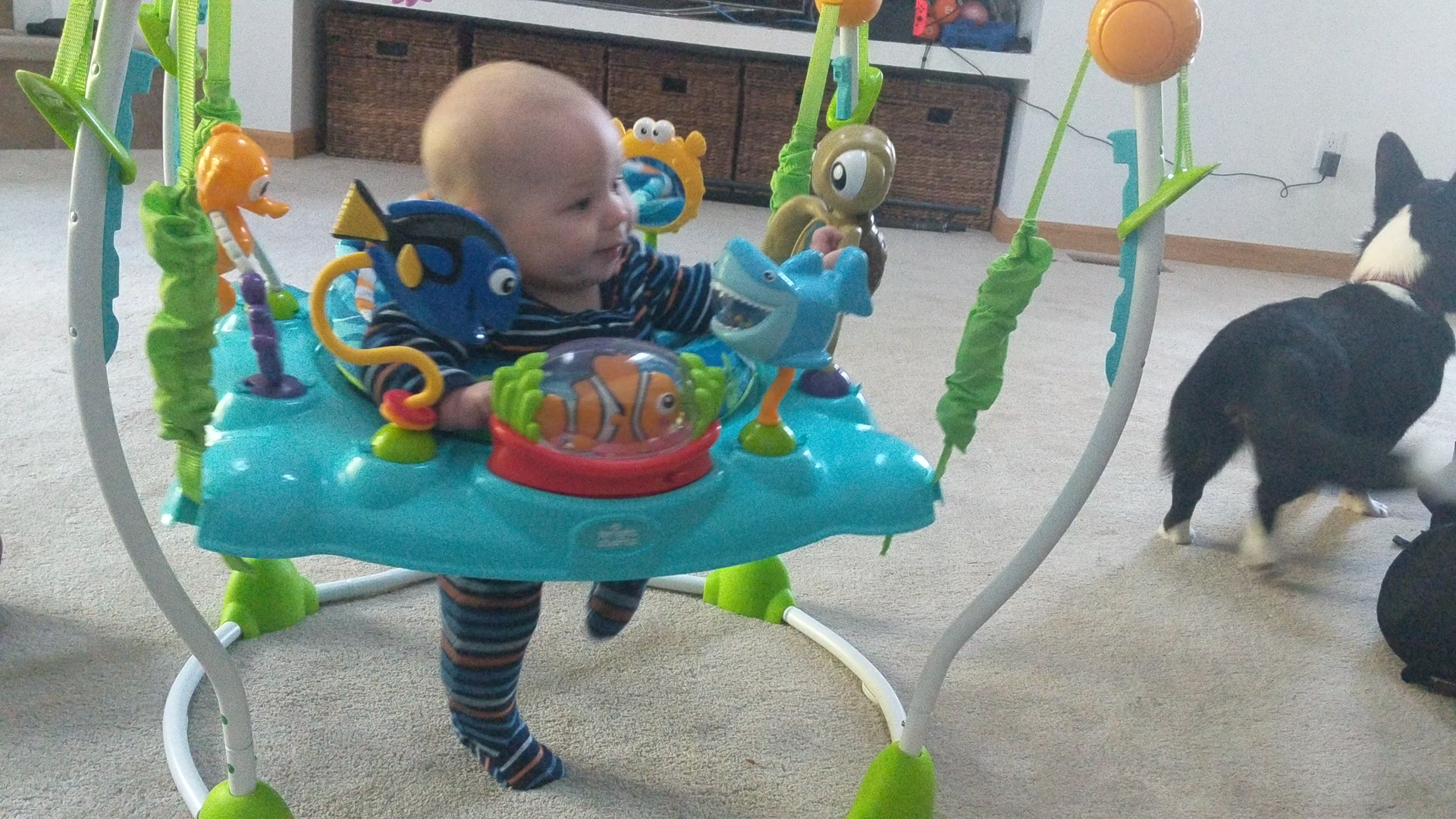 finding nemo jumperoo amazon