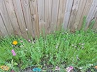 Review Image by Paula Jones