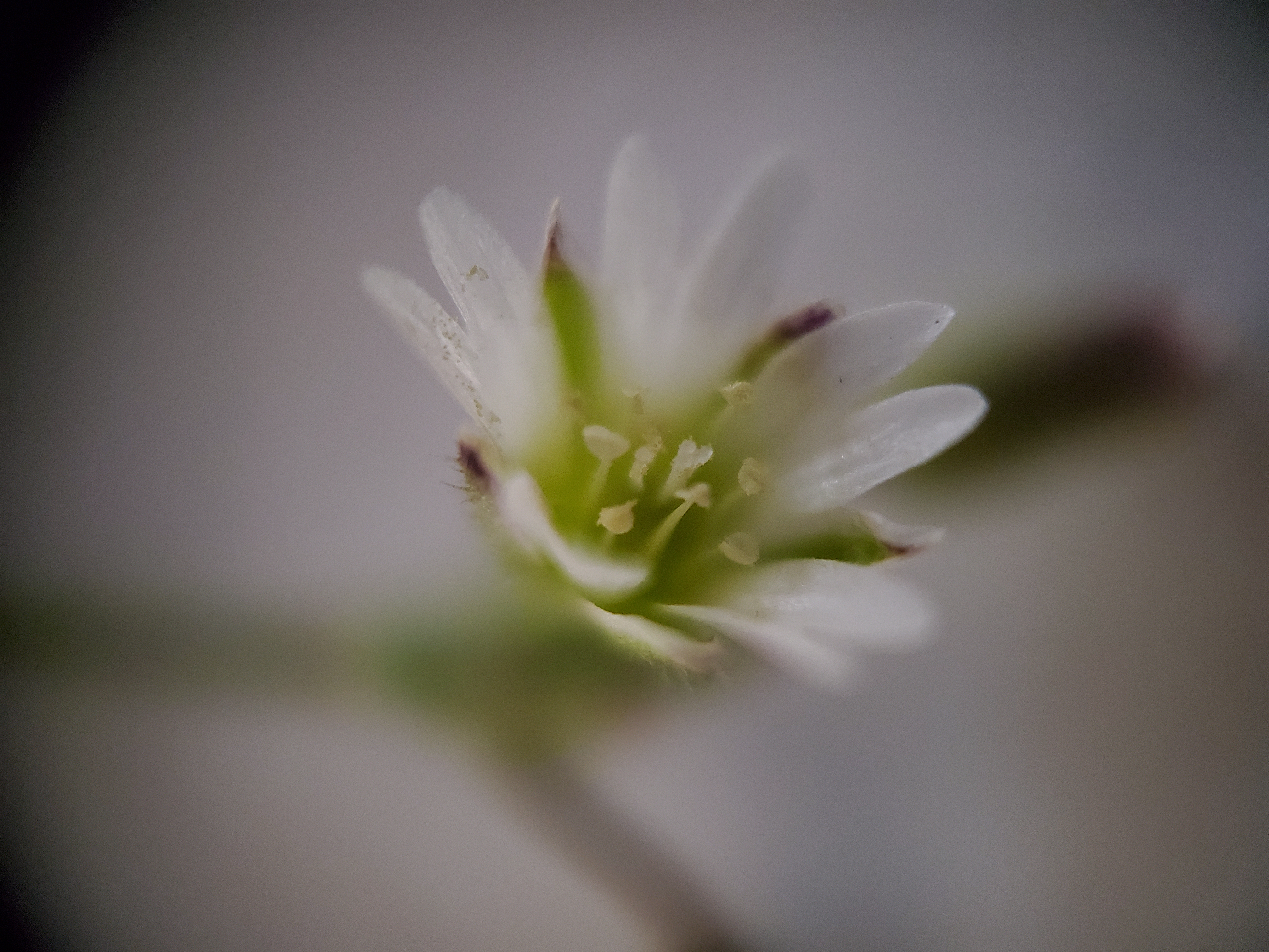 This Microscope Lens is EPIC!!!