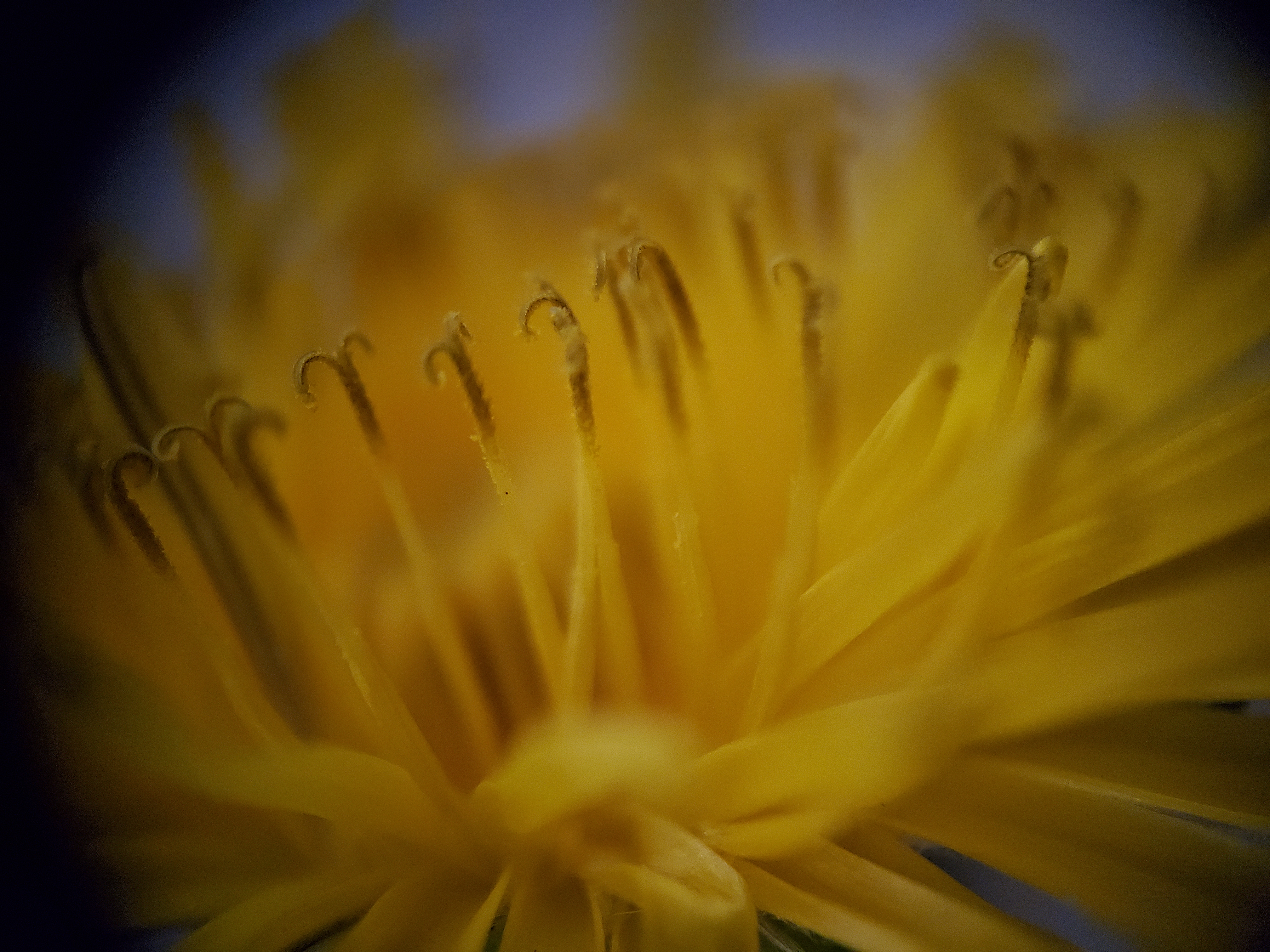 This Microscope Lens is EPIC!!!