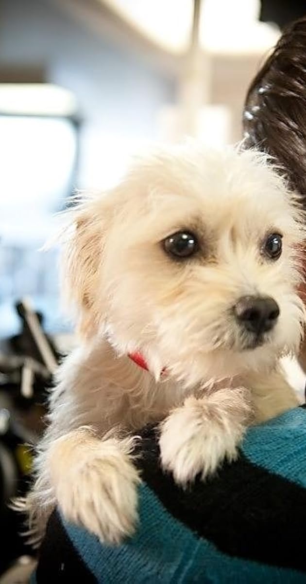 Dog Eat Dog (2012) - IMDb