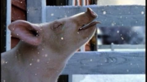 「charlotte's web wilbur」的圖片搜尋結果