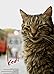 Kedi (2016 Documentary) Kedi (2016 Documentary)