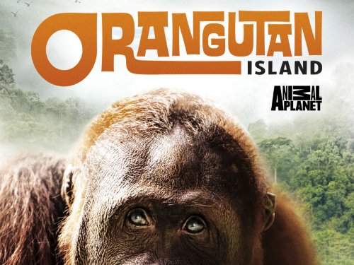 Orangutan Island
