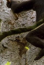 David Attenborough Documentaries