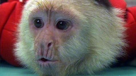 Dr. Dolittle 3 (Video 2006) - IMDb