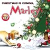 Christmas Is Coming, Marley