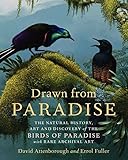 Drawn From Paradise The Natural History Art And Discovery Of The Birds Of Paradise With Rare Archival Art