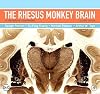 The Rhesus Monkey Brain in Stereotaxic Coordinates, Second Edition