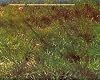 The Nature of Recreation: A Handbook in Honor of Frederick Law Olmsted