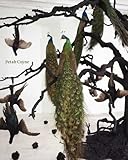 Petah Coyne: Everything That Rises Must Converge