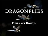 Dragonflies Magnificent Creatures Of Water Air And Land