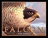 Falcon