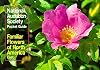 Pocket Guide to Familiar Flowers: East