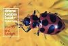 Pocket Guide to Insects and Spiders