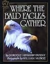 Where the Bald Eagles Gather