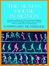The Human Figure in Motion