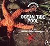 Ocean Tide Pool (Habitats)