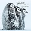 Wildlife Photographer of the Year: 2016 Highlights