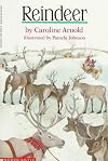 Reindeer
