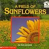 A Field of Sunflowers