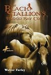 The Black Stallion's Blood Bay Colt