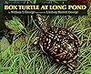 Box Turtle at Long Pond