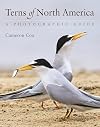 Terns of North America: A Photographic Guide