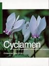 Cyclamen