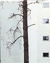Alvar Aalto
