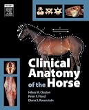 Clinical Anatomy Of The Horse