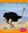 Ostriches (Pebble Books: Desert Animals)