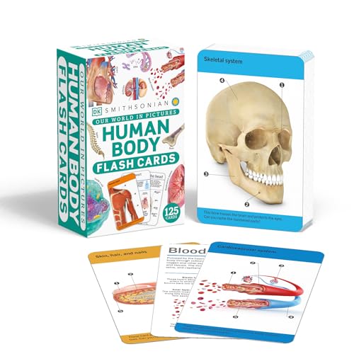 Our World in Pictures Human Body Flash Cards (DK Our World in Pictures)